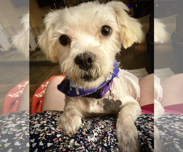 Medium Photo #3 Shih Tzu-Unknown Mix Puppy For Sale in Holly Springs, NC, USA