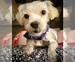 Small #2 Shih Tzu Mix