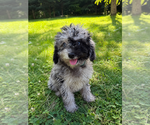 Small #26 Cavapoo (Miniature)