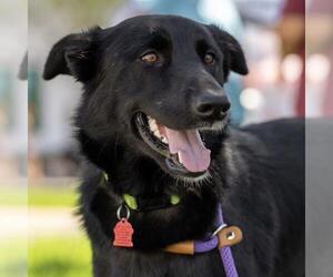 Junnah - Female Labrador Retriever-Unknown Mix Dog for Adoption - Photo #10