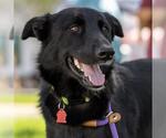 Small Photo #10 Labrador Retriever-Unknown Mix Puppy For Sale in San Diego, CA, USA