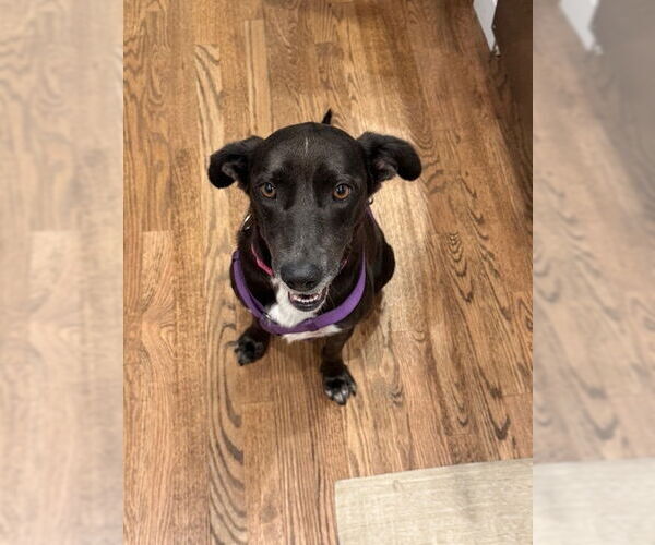 Medium Photo #20 Labrador Retriever-Unknown Mix Puppy For Sale in Brewster, NY, USA