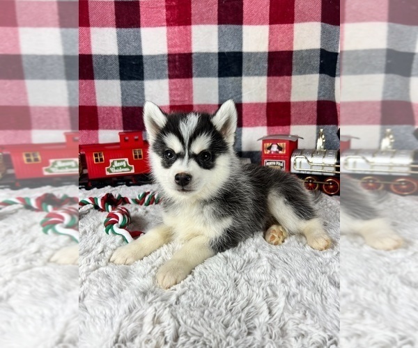 Medium Photo #6 Pomsky Puppy For Sale in GREENWOOD, IN, USA