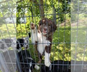Australian Shepherd Puppy for Sale in LYNCHBURG, Virginia USA