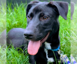 Small #3 Labrador Retriever Mix