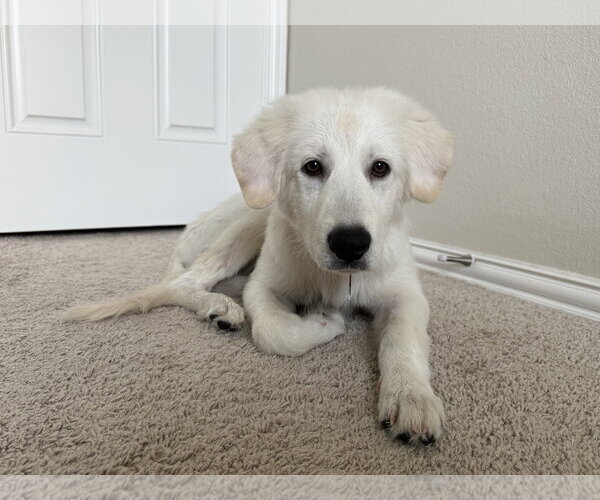 Medium Photo #1 Great Pyrenees Puppy For Sale in Houston, TX, USA