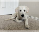 Small Great Pyrenees