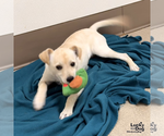 Small Photo #3 Labrador Retriever-Unknown Mix Puppy For Sale in Washington, DC, USA