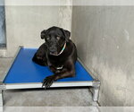 Small Labrador Retriever Mix