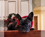 Small Photo #8 French Bulldog Puppy For Sale in MANSFIELD, TX, USA