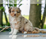 Puppy Asher Miniature Australian Shepherd