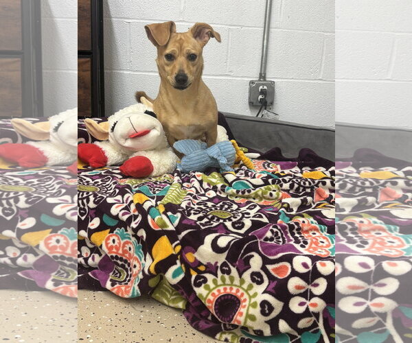 Medium Photo #3 Chiweenie Puppy For Sale in York, SC, USA