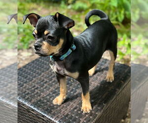 Chug Dogs for adoption in Wakefield, RI, USA