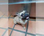 Small Photo #4 French Bulldog Puppy For Sale in CANYON LAKE, TX, USA