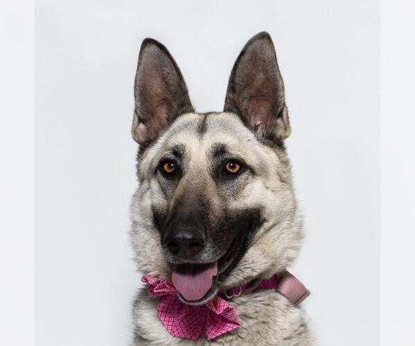 Medium Photo #1 German Shepherd Dog Puppy For Sale in Santa Maria, CA, USA