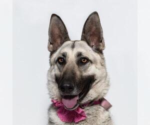 German Shepherd Dog Dogs for adoption in Santa Maria, CA, USA