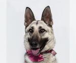 Small German Shepherd Dog