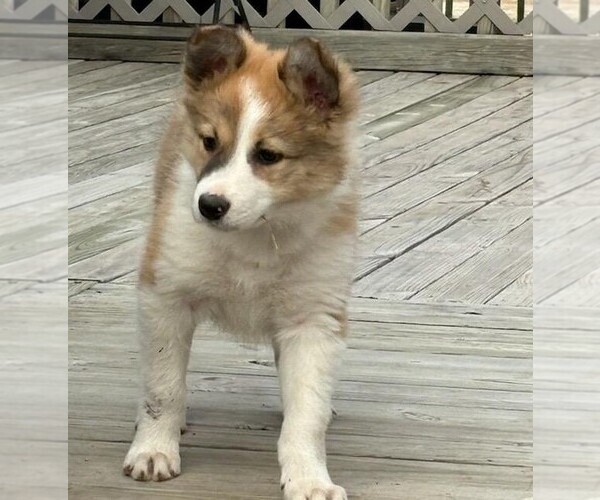 Medium Photo #1 Border Collie Puppy For Sale in DOUGLASS, KS, USA