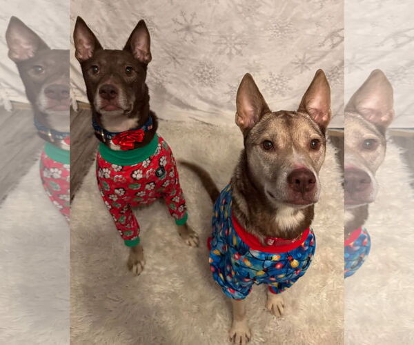 Medium Photo #9 Siberian Husky-Unknown Mix Puppy For Sale in Germantown, OH, USA