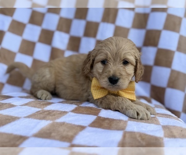 Medium Photo #2 Goldendoodle Puppy For Sale in LAKELAND, FL, USA