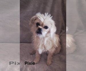 Mutt Dogs for adoption in Colorado Springs, CO, USA