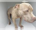 Small Staffordshire Bull Terrier Mix