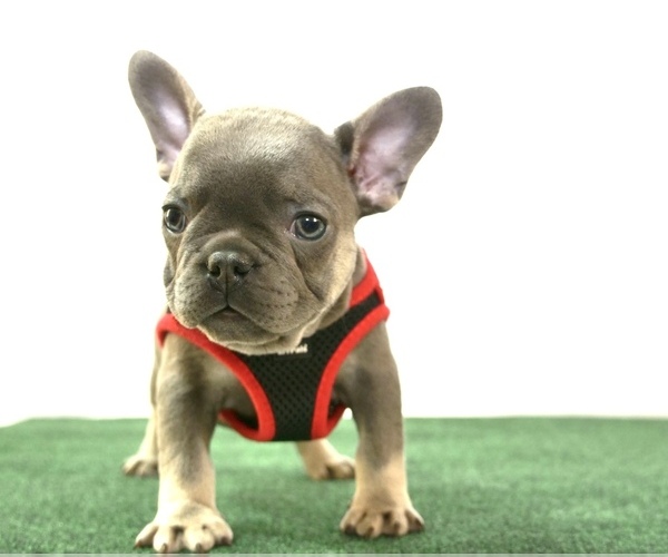 Medium Photo #1 French Bulldog Puppy For Sale in ONTARIO, CA, USA
