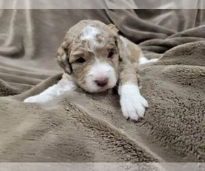 Aussiedoodle Miniature Puppy for sale in LEBANON, OR, USA