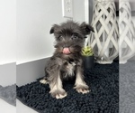 Small Photo #6 Schnauzer (Miniature) Puppy For Sale in FRANKLIN, IN, USA