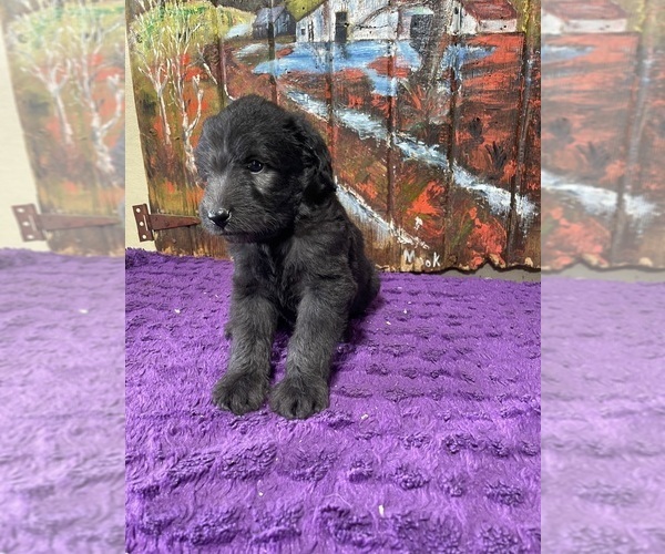 Medium Photo #13 Labradoodle Puppy For Sale in CRAIG, NE, USA