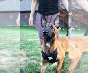 Belgian Malinois Puppy for sale in CHARLESTON, IL, USA