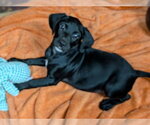 Small Photo #3 Labrador Retriever Puppy For Sale in Southbury, CT, USA
