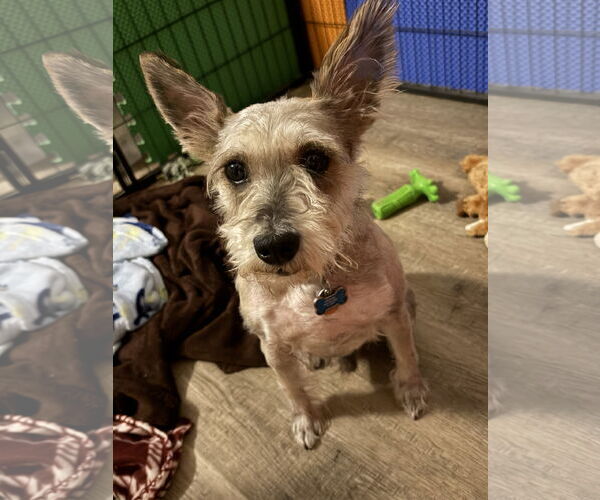 Medium Photo #4 - Mix Puppy For Sale in Lenoir, NC, USA