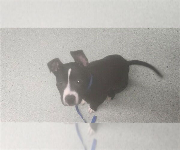 Medium Photo #1 American Staffordshire Terrier Puppy For Sale in Tallahassee, FL, USA