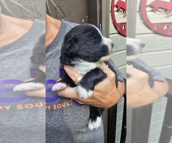 Medium Photo #17 Great Bernese Puppy For Sale in ARLINGTON, WA, USA