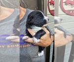 Small Photo #17 Great Bernese Puppy For Sale in ARLINGTON, WA, USA