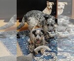 Small #2 Australian Cattle Dog