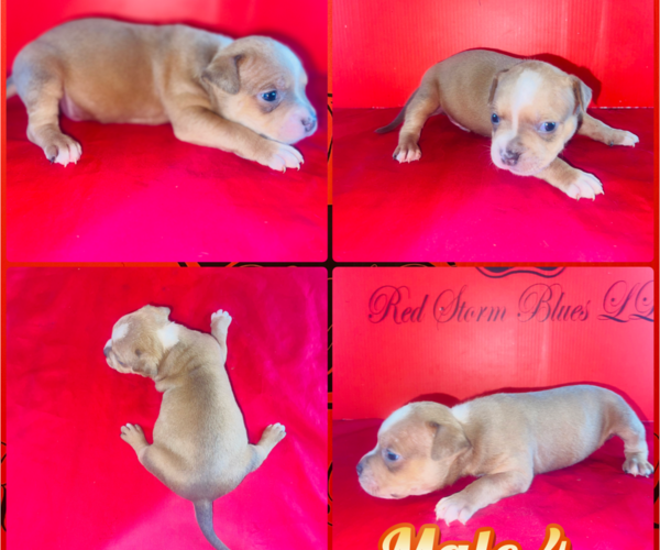 Medium Photo #41 American Bully Puppy For Sale in TRENTON, NJ, USA