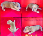 Puppy 9 American Bully