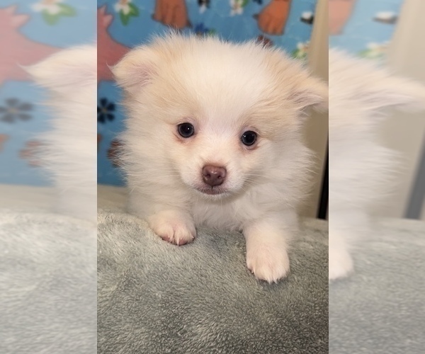 Medium Photo #4 Pomeranian Puppy For Sale in MARTINSVILLE, IN, USA