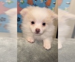 Small Photo #4 Pomeranian Puppy For Sale in MARTINSVILLE, IN, USA