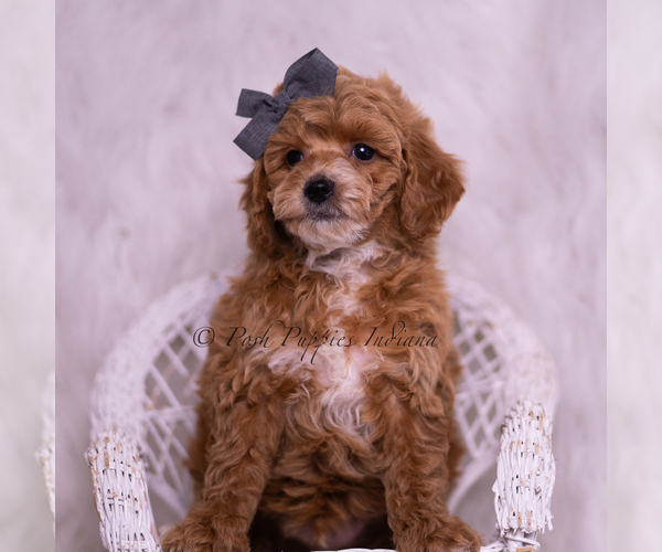 Medium Photo #5 Poodle (Toy) Puppy For Sale in WARSAW, IN, USA