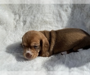 Dachshund Puppy for sale in DE KALB, TX, USA