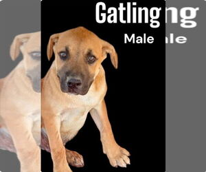 Chinese Shar-Pei-Unknown Mix Dogs for adoption in Golden Valley, AZ, USA