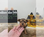 Puppy Hermione Yorkshire Terrier