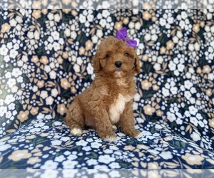Cavapoo (Miniature) Puppy for sale in LAKELAND, FL, USA