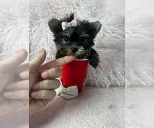 Yorkshire Terrier Puppy for sale in WEST PALM BEACH, FL, USA