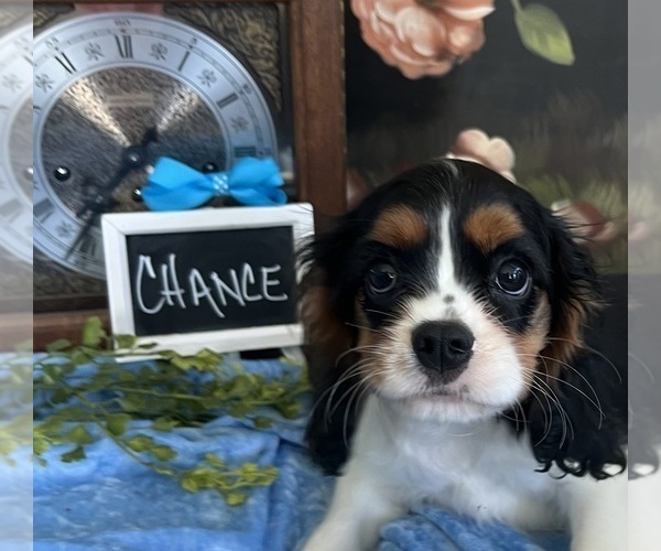 Medium Photo #3 Cavalier King Charles Spaniel Puppy For Sale in ABILENE, TX, USA