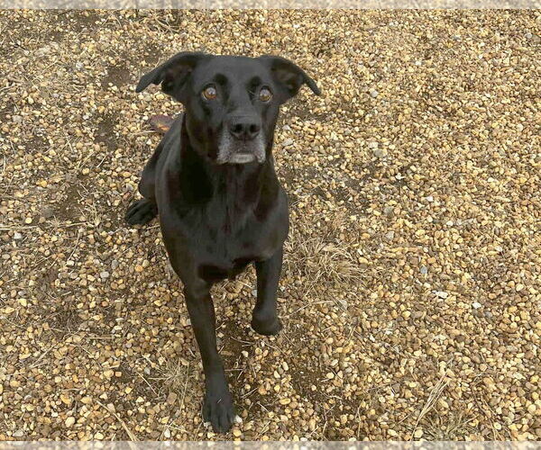 Medium Photo #3 Mutt Puppy For Sale in Anniston, AL, USA