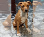 Small Retriever  Mix
